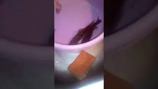 Мой котик Тошка упал к рыбам поплавать