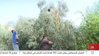 التغيرات المناخية تبكر موسم الزيتون في الأردن هذا العام