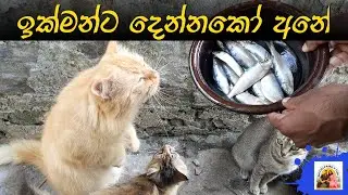 ඉක්මන්ට දෙන්නකෝ අනේ...  | Cat eating fish