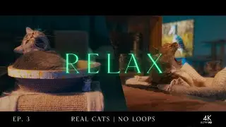 Ambient Chill Vibes 🎵 Real Cats, No Animation 🐈 🐈&zwj;⬛ Ep. 3