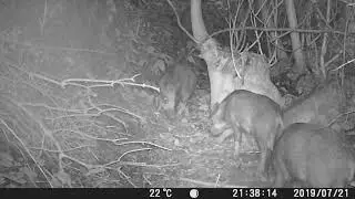 Wildschweinherde in Baden -W&uuml;rttemberg Kraichtal