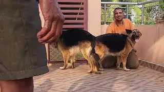 Mating of my German Shepherd Daisy and neighbor Jacks