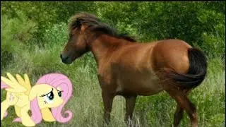 How Little are My Little Ponies? (MLP Analysis) - Sawtooth Waves