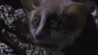 Mouse lemurs waking up from their Hibernation
