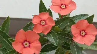 রেয়ার নয়নতারা চারা ফুল ফুটছে// Rerar Vinca Plant Flower  Blooming 