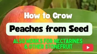 How to Grow Peaches from Seed
