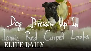 Dog Dresses Up In Iconic Red Carpet Looks [LABS]