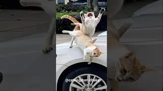 Surprised to see the cat wrestling.বিড়ালের কুস্তি দেখে অবাক হলাম।#cats #wrestling #see