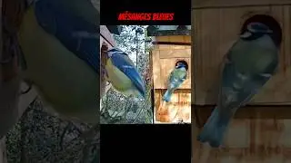 Les oiseaux du jardin 🐦🏡 visite m&eacute;sanges bleues #Oiseaux #jardin  #birds #nature
