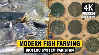 Beautiful Aerial View of Fish Farm | Assammak Biofloc Fish Farming Pakistan