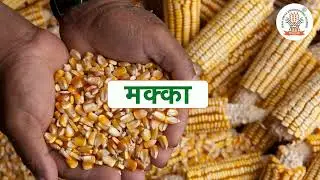 Maize🌽 seed planter/ ROHITKRISHI Industries Private Limited