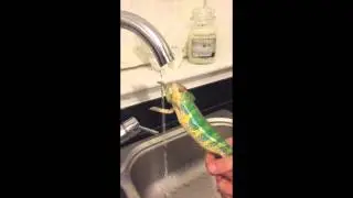 DJ Doug the dancing Chameleon