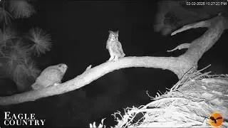 Gus brings late dinner Eagle Country Eagle Country Nest Cam 2025 / Eagle Country Bayhead Cam 2025