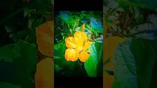 l m c camera 8.4 r16 #youtube_shot #camera #mychannel #photography #youtube #my