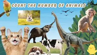 Learn Count Numbers of Animals