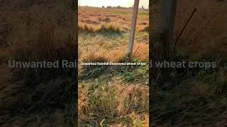 Unwanted Rainfall Destroyed Wheat Crops | North India Rainfall | Farming Drawbacks | Poor Farmers |