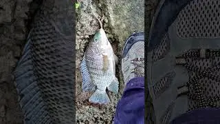 פרומו לדיג XUL בירקון 06/01/23 🎣#shorts #xul #bfsfishing #אמנון