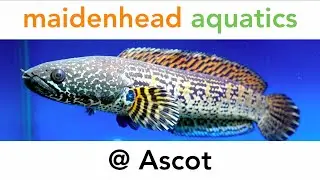 Maidenhead Aquatics @ Ascot
