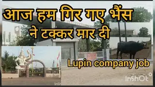 Lupin company mandideep Job  गज्जू पिपलिया रोड गिरधर कॉलेज मंडीदीप #Vlog #mandideep #bhopal#lupin