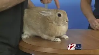 Rescue a Pet: Nibbler