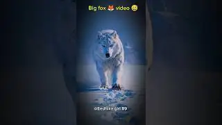 🦊 Big Fox Transformation | Epic Animal Morph #bigfox  #shots #youtubeshorts