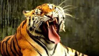 Tiger 07 - Royalty Free Stock Video Footage in HD