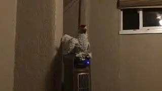 Chickengg