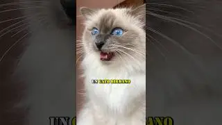 Tres Razones por las que Debes Adoptar un Gato Birmano 😻