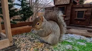 Earl wonders in for some early morning snacks 🐿️🥜 #squirrel #squirrelwatching