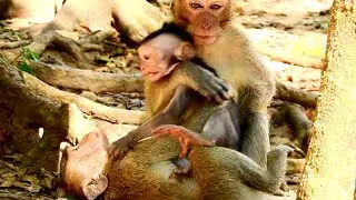 Oops! What's Doing JinX Little Baby Monkey Like That! Small Mother Playing With Baby JinX!