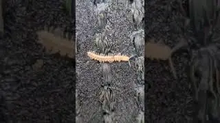 Polydesmus angustus