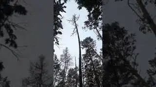 первый соболь Тумана