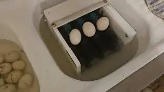 Little Egg Scrubber in Action