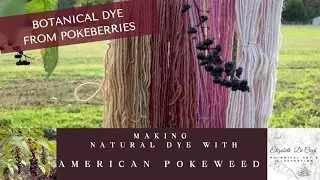 How to dye wool with American Pokeweed (Pokeberries)