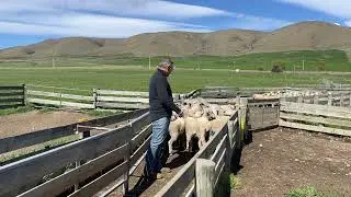 A few tips on Ewe Classing