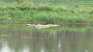 Pied Kingfishers, Naguvanahalli, 020525