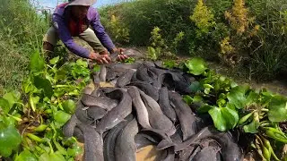 Unbelievable Catfish Catch in the Wild  Traditional Fishing Method Revealed