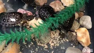 Feeding Toronto Zoo Blanding's Turtles