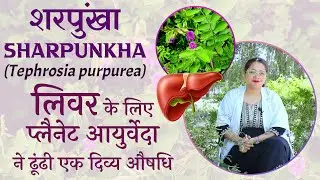 About Sharpunkha - Tephrosia purpurea - Liver and Spleen detox herb described as Ayurvedic medicine