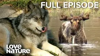 Moose v.s. Wolves: Epic Island Battle | Great Lakes Wild 101