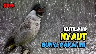 Pasti Nyaut,,!!! Suara Pancingan Burung Kutilang Gacor Ampuh'