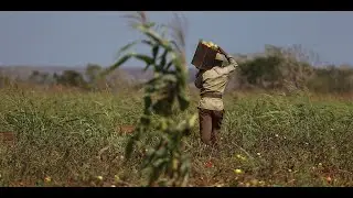 Cuba 1991 Special Period campesinos
