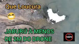 JABUR&Uacute; SENDO FILMADO BEM DE PERTINHO COM O DRONE FIMI MINI 3, EM UM V&Ocirc;O MUITO LOUCO. VEJA A LOUCURA.