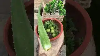 Desi Healthy village juice |\