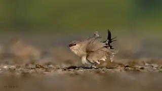 SMALL PRATINCOLE | BIRDS | HABITAT | FACTS