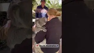 Koala bear 🦥🇦🇺 #koala #koalabear #cute