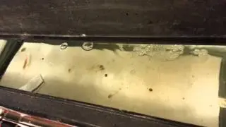 Fish testosterone