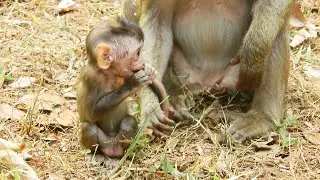 baby monkey Astra not scare cos Bonita is grandma & Anita doesn't care when Astra stay with Bonita.