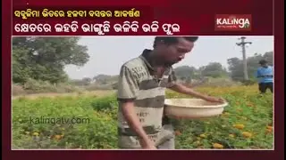 Successful Story Of Farmer From Jharsuguda In Flower Farming || Kalinga TV
