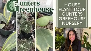 Plant Tour Nursery Houseplants Shopping in Gunters Greenhouse, Durham Raleigh Area